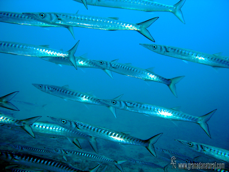 Sphyraena sphyraena - Espetn - Barracuda