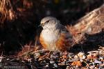 Prunella collaris - Acentor alpino