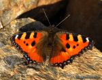 Aglais urticae 1