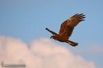 Circus Aeruginosus (Hembra) - Aguilucho lagunero