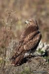 Buteo buteo - Busardo ratonero