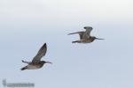 Limosa lapponica - Aguja colipinta