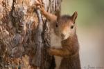 Sciurus vulgaris - Ardilla roja