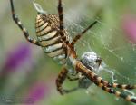 Argiope trifasciata