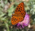 Argynnis adippe macho