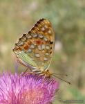 Argynnis adippe macho