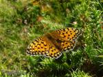 Argynnis aglaja 2 Granada Natural