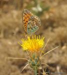 Argynnis niobe 1