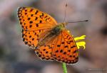 Argynnis niobe hembra 1