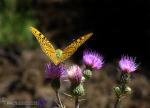 Argynnis pandora