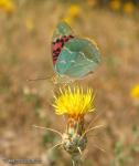 Argynnis pandora hembra 2