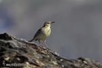 Anthus campestris - Bisbita campestre