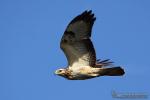 Buteo buteo - Busardo ratonero