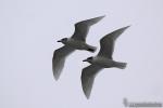 Larus melanocephalus - Gaviota cabecinegra