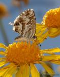 Cacyreus marshalli 1 Mariposas Granada Natural