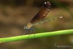 Calopteryx haemorrhoidalis 2 Libelulas Granada Natural