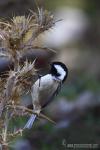 Parus ater - Carbonero garrapinos