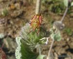 Carpocoris mediterraneus 1 Granada natural