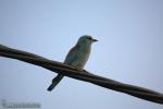 Coracias garrulus - Carraca