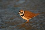 Charadrius dubius - Chorlitejo chico