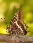 Charaxes jasius 1