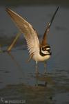 Charadrius dubius - Chorlitejo chico