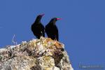 Pyrrhocorax pyrrhocorax - Chova piquirroja