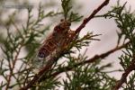 Cicada orni 1 Cigarra Granada Natural