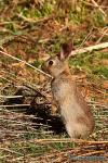 Oryctolagus cuniculus - Conejo