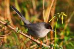 Sylvia melanocephala - Curruca cabecinegra