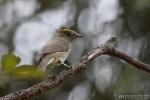 Sylvia atricapilla - Curruca capirotada