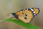 Danaus chrysippus 1 Mariposas Granada Natural