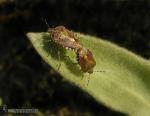 Dolycoris baccarum 1 Chinches Granada Natural