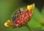 Eristalinus sepulchralis