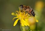 Eristalinus taeniops 1 sirfidos Granada Natural