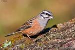 Emberiza cia - Escribano montesino