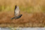 Sturnus vulgaris - Estornino pinto