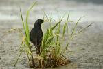 Sturnus unicolor - Estornino negro