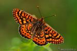 Euphydryas aurinia 2