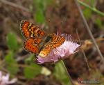 Euphydryas desfontainii 1