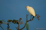 Bubulcus ibis - Garcilla bueyera