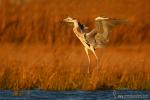 Ardea cinerea - Garza real