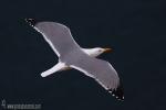 Larus cachinnans michahellis - Gaviota patiamarilla