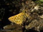 Hesperia comma 1 Mariposas Granada Natural