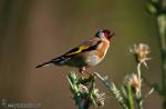 Carduelis carduelis - Jilguero