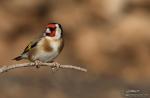 Carduelis carduelis - Jilguero