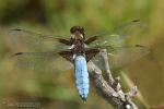 Libellula depressa