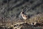 Lepus granatensis - Liebre ib&eacute;rica