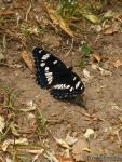 Limenitis reducta 1