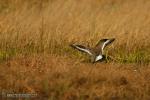 Limosa limosa - Aguja colinegra